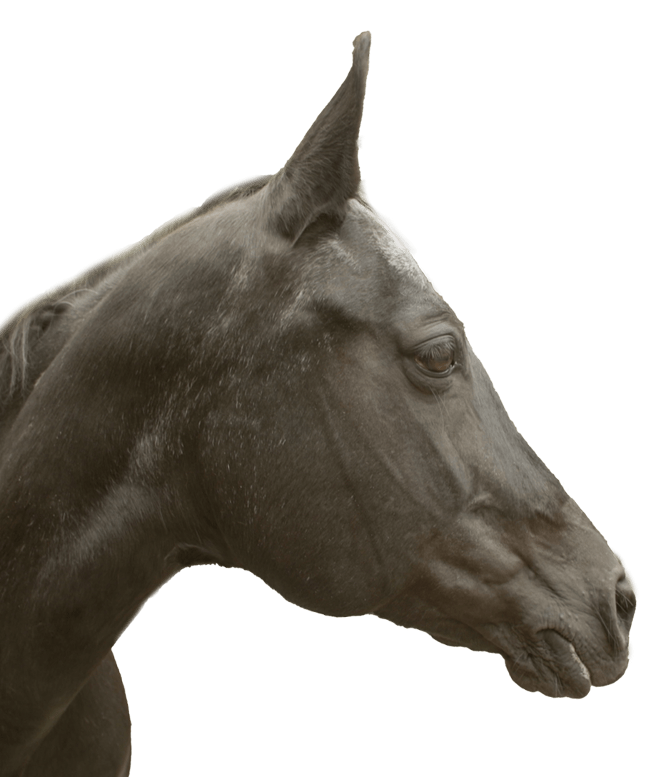 horse-img